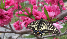 蝴蝶视频,探寻自然之美与生命奇迹